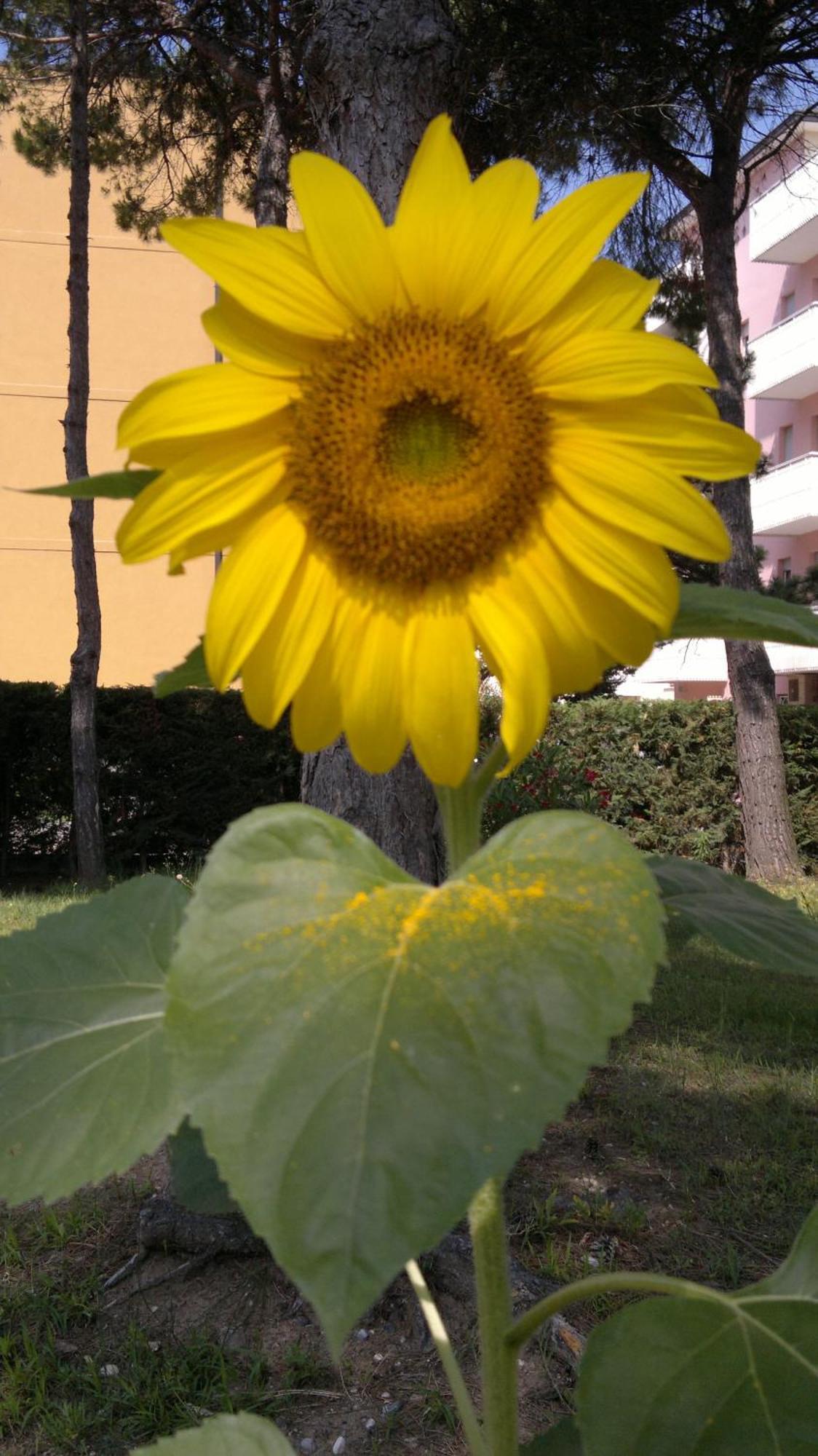 Hotel Golf ***S Bibione Bagian luar foto